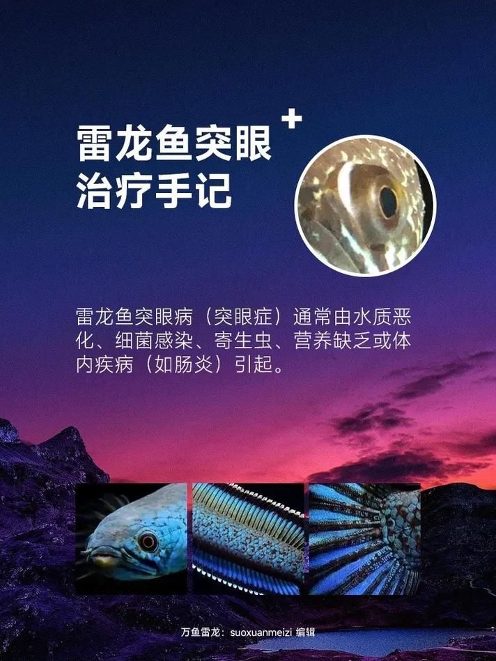 如何預防魚突眼的發生,exophthalmia養殖魚突眼的預防指南 龍魚百科 第2張 如何預防魚突眼的發生,exophthalmia養殖魚突眼的預防指南 如何預防魚突眼的發生,exophthalmia養殖魚突眼的預防指南 龍魚百科 第2張