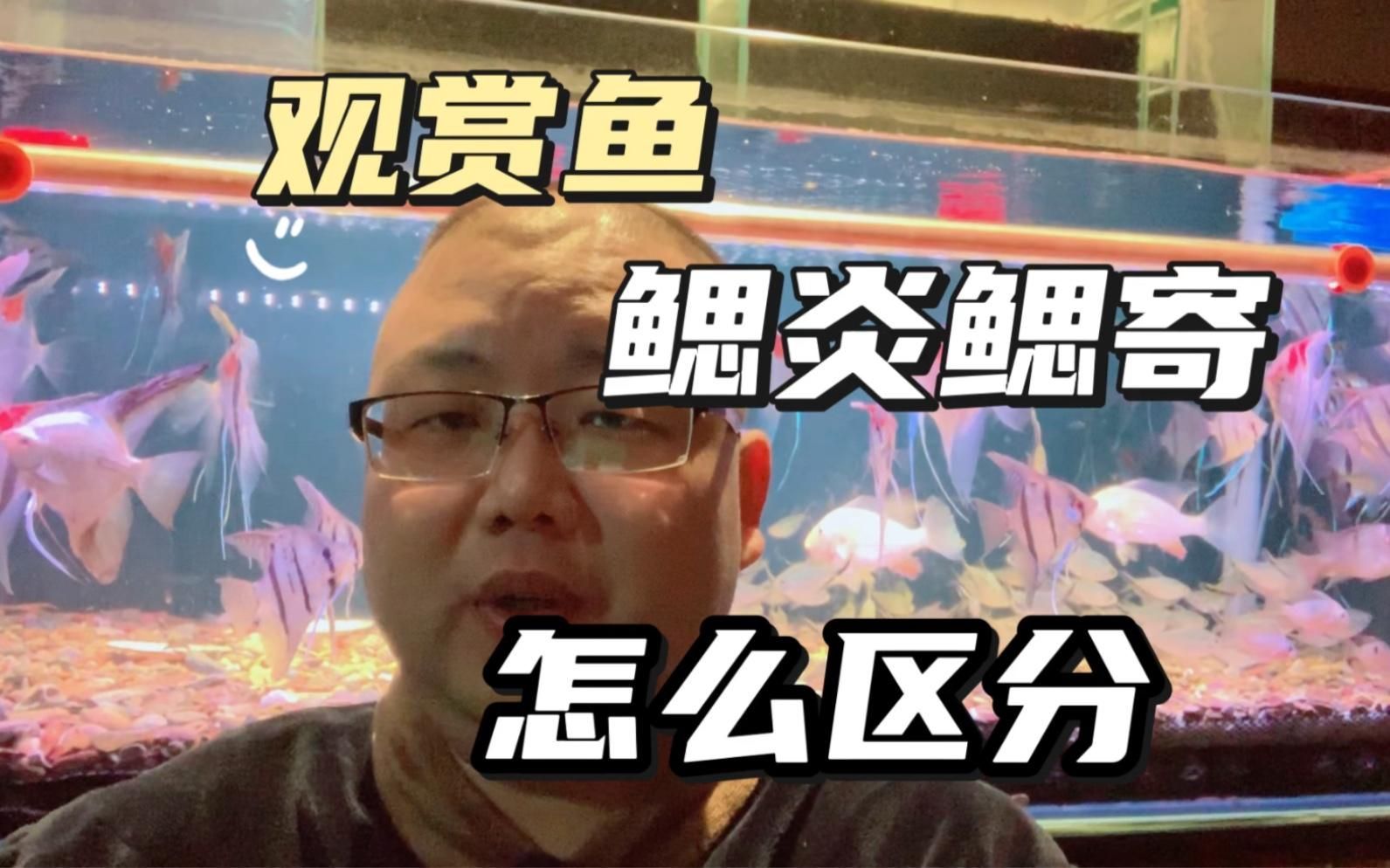 如何判斷魚鰓蓋損傷程度，養魚筆記第3季103集 如何判斷魚鰓蓋損傷程度，養魚筆記第3季103集 龍魚百科 第2張