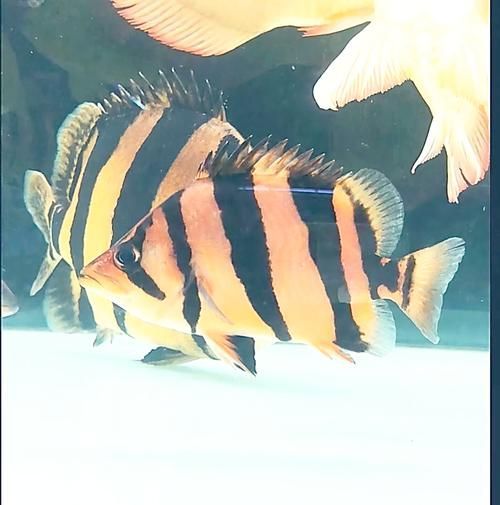 如何降低虎魚突眼手術風險，如何降低虎魚突眼手術風險降低虎魚突眼手術風險 如何降低虎魚突眼手術風險，如何降低虎魚突眼手術風險降低虎魚突眼手術風險 龍魚百科 第1張