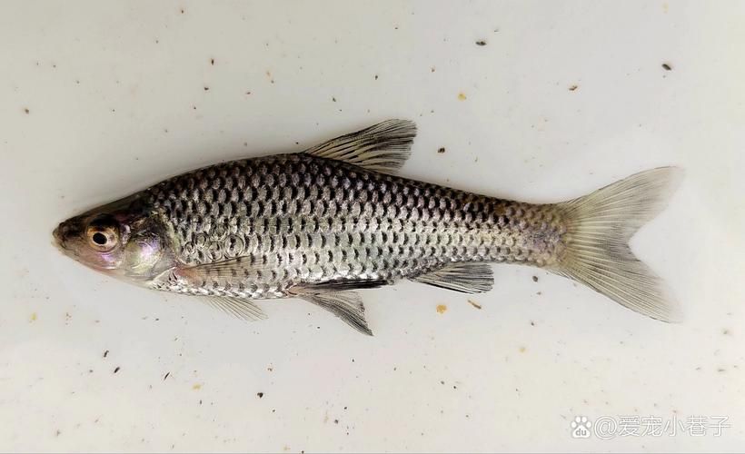 龍魚(yú)飼料魚(yú)有哪些常見(jiàn)種類,中成體龍魚(yú)飼料魚(yú)飼料魚(yú)飼料魚(yú)飼料魚(yú)的全面信息詳解 龍魚(yú)百科 第2張 龍魚(yú)飼料魚(yú)有哪些常見(jiàn)種類,中成體龍魚(yú)飼料魚(yú)飼料魚(yú)飼料魚(yú)飼料魚(yú)的全面信息詳解 龍魚(yú)飼料魚(yú)有哪些常見(jiàn)種類,中成體龍魚(yú)飼料魚(yú)飼料魚(yú)飼料魚(yú)飼料魚(yú)的全面信息詳解 龍魚(yú)百科 第2張