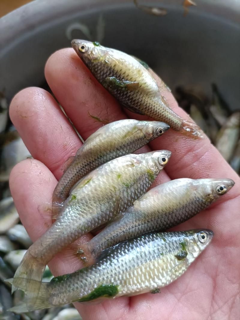 龍魚(yú)飼料魚(yú)有哪些常見(jiàn)種類,中成體龍魚(yú)飼料魚(yú)飼料魚(yú)飼料魚(yú)飼料魚(yú)的全面信息詳解 龍魚(yú)百科 第4張 龍魚(yú)飼料魚(yú)有哪些常見(jiàn)種類,中成體龍魚(yú)飼料魚(yú)飼料魚(yú)飼料魚(yú)飼料魚(yú)的全面信息詳解 龍魚(yú)飼料魚(yú)有哪些常見(jiàn)種類,中成體龍魚(yú)飼料魚(yú)飼料魚(yú)飼料魚(yú)飼料魚(yú)的全面信息詳解 龍魚(yú)百科 第4張
