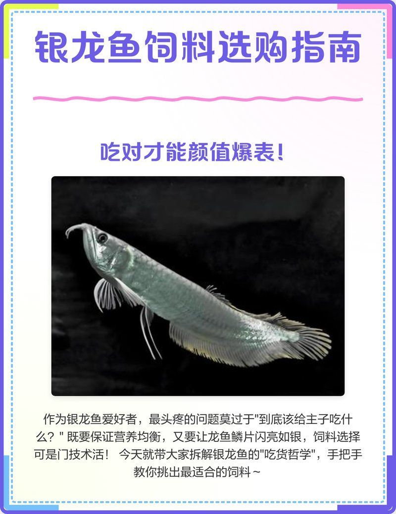 龍魚(yú)飼料魚(yú)有哪些常見(jiàn)種類，中成體龍魚(yú)飼料魚(yú)飼料魚(yú)飼料魚(yú)飼料魚(yú)的全面信息詳解 龍魚(yú)飼料魚(yú)有哪些常見(jiàn)種類，中成體龍魚(yú)飼料魚(yú)飼料魚(yú)飼料魚(yú)飼料魚(yú)的全面信息詳解 龍魚(yú)百科 第9張