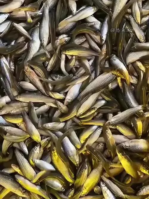 龍魚(yú)飼料魚(yú)有哪些常見(jiàn)種類,中成體龍魚(yú)飼料魚(yú)飼料魚(yú)飼料魚(yú)飼料魚(yú)的全面信息詳解 龍魚(yú)百科 第5張 龍魚(yú)飼料魚(yú)有哪些常見(jiàn)種類,中成體龍魚(yú)飼料魚(yú)飼料魚(yú)飼料魚(yú)飼料魚(yú)的全面信息詳解 龍魚(yú)飼料魚(yú)有哪些常見(jiàn)種類,中成體龍魚(yú)飼料魚(yú)飼料魚(yú)飼料魚(yú)飼料魚(yú)的全面信息詳解 龍魚(yú)百科 第5張