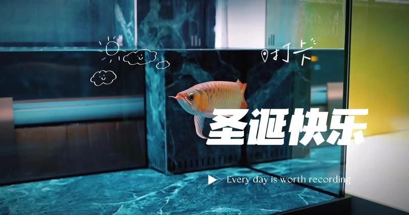 龍魚(yú)飼料魚(yú)有哪些常見(jiàn)種類，中成體龍魚(yú)飼料魚(yú)飼料魚(yú)飼料魚(yú)飼料魚(yú)的全面信息詳解 龍魚(yú)飼料魚(yú)有哪些常見(jiàn)種類，中成體龍魚(yú)飼料魚(yú)飼料魚(yú)飼料魚(yú)飼料魚(yú)的全面信息詳解 龍魚(yú)百科 第10張