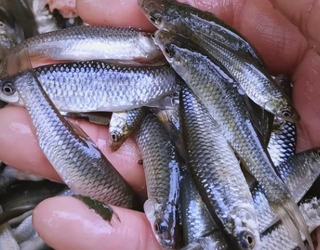 龍魚(yú)飼料魚(yú)有哪些常見(jiàn)種類,中成體龍魚(yú)飼料魚(yú)飼料魚(yú)飼料魚(yú)飼料魚(yú)的全面信息詳解 龍魚(yú)百科 第3張 龍魚(yú)飼料魚(yú)有哪些常見(jiàn)種類,中成體龍魚(yú)飼料魚(yú)飼料魚(yú)飼料魚(yú)飼料魚(yú)的全面信息詳解 龍魚(yú)飼料魚(yú)有哪些常見(jiàn)種類,中成體龍魚(yú)飼料魚(yú)飼料魚(yú)飼料魚(yú)飼料魚(yú)的全面信息詳解 龍魚(yú)百科 第3張