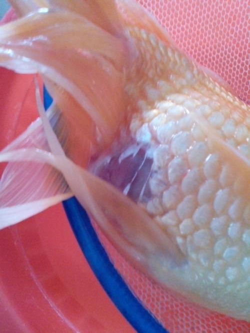 如何判斷魚(yú)受傷的程度，arxiv論文助手判斷魚(yú)受傷程度判斷魚(yú)受傷的程度