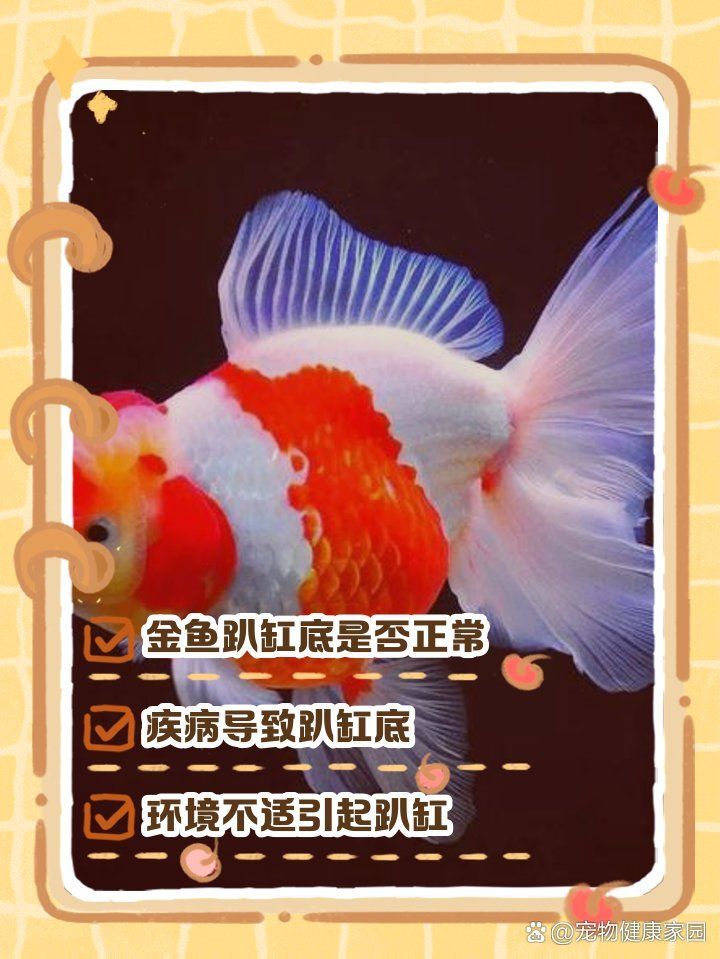 金魚(yú)趴缸底能活多久，金魚(yú)趴缸底不愛(ài)游動(dòng)怎么回事 金魚(yú)趴缸底能活多久，金魚(yú)趴缸底不愛(ài)游動(dòng)怎么回事 龍魚(yú)百科 第2張