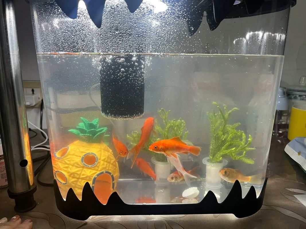 如何預防魚兒蒙眼病復發，如何防治魚兒蒙眼病