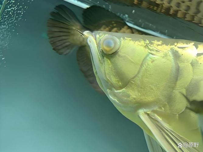 如何預防魚兒蒙眼病復發，如何防治魚兒蒙眼病