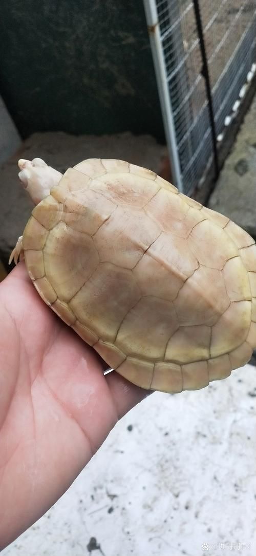 白化巴西龜如何區(qū)分真假？，白化巴西龜?shù)蔫b別 白化巴西龜如何區(qū)分真假？，白化巴西龜?shù)蔫b別 龍魚百科 第5張