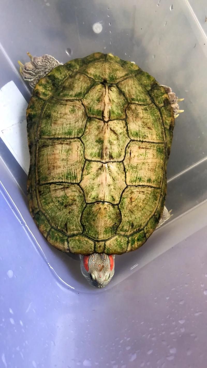 白化巴西龜如何區(qū)分真假？，白化巴西龜?shù)蔫b別 白化巴西龜如何區(qū)分真假？，白化巴西龜?shù)蔫b別 龍魚百科 第1張