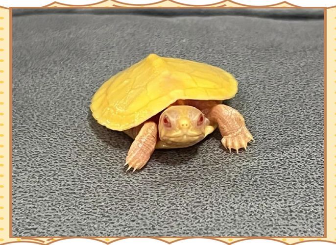 白化巴西龜如何區(qū)分真假？，白化巴西龜?shù)蔫b別 白化巴西龜如何區(qū)分真假？，白化巴西龜?shù)蔫b別 龍魚百科 第3張
