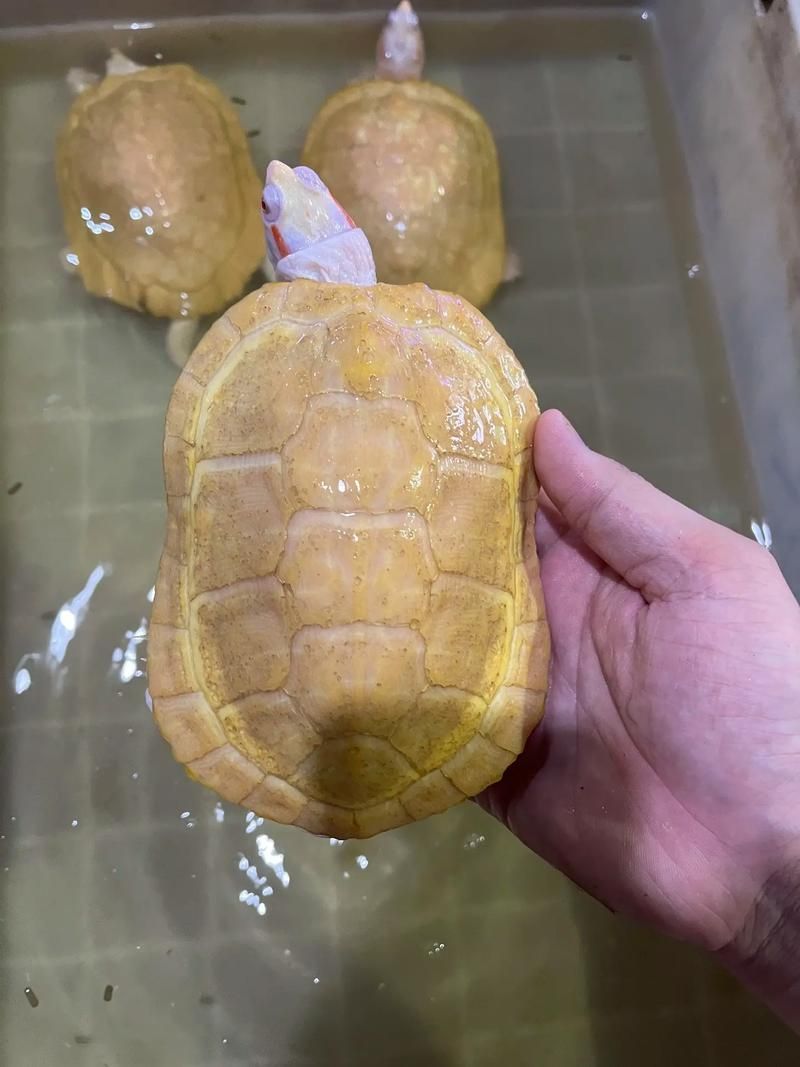 白化巴西龜如何區(qū)分真假？，白化巴西龜?shù)蔫b別 白化巴西龜如何區(qū)分真假？，白化巴西龜?shù)蔫b別 龍魚百科 第4張