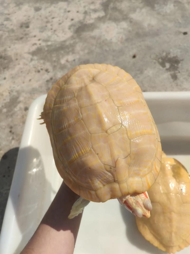 白化巴西龜如何區(qū)分真假？，白化巴西龜?shù)蔫b別 白化巴西龜如何區(qū)分真假？，白化巴西龜?shù)蔫b別 龍魚百科 第2張