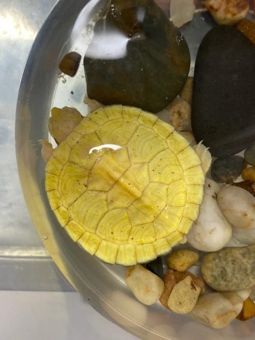 白化巴西龜如何區(qū)分真假？，白化巴西龜?shù)蔫b別 白化巴西龜如何區(qū)分真假？，白化巴西龜?shù)蔫b別 龍魚百科 第6張