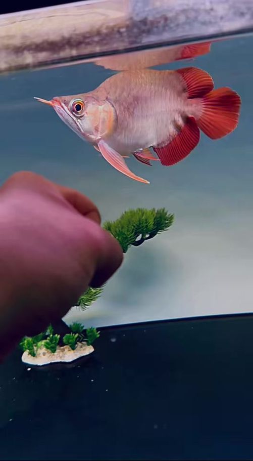 紅龍福龍魚(yú)的市場(chǎng)價(jià)格走勢(shì)，紅龍福龍魚(yú)市場(chǎng)價(jià)格受多種因素影響，價(jià)格透明度較高 紅龍福龍魚(yú)的市場(chǎng)價(jià)格走勢(shì)，紅龍福龍魚(yú)市場(chǎng)價(jià)格受多種因素影響，價(jià)格透明度較高 龍魚(yú)百科 第1張