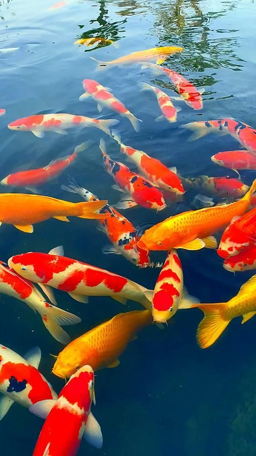 給我一些錦鯉魚的高清圖片，如何獲取錦鯉魚的高清圖片 給我一些錦鯉魚的高清圖片，如何獲取錦鯉魚的高清圖片 龍魚百科 第19張