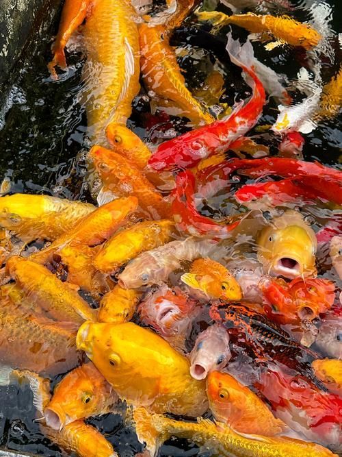 給我一些錦鯉魚的高清圖片，如何獲取錦鯉魚的高清圖片 給我一些錦鯉魚的高清圖片，如何獲取錦鯉魚的高清圖片 龍魚百科 第13張
