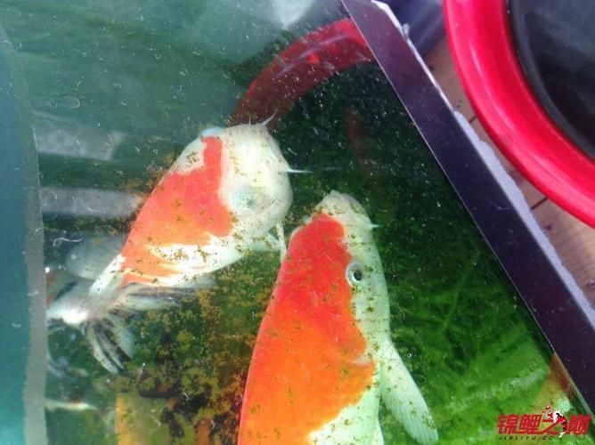 如何判斷錦鯉蒙眼病的嚴重程度，如何判斷錦鯉蒙眼病的嚴重程度，并明確要求1000字描述和配圖 如何判斷錦鯉蒙眼病的嚴重程度，如何判斷錦鯉蒙眼病的嚴重程度，并明確要求1000字描述和配圖 龍魚百科 第1張