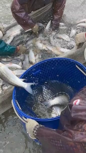 中國哪里可以買到忘不了魚？，全國可購買忘不了魚的餐廳和電商平臺清單 中國哪里可以買到忘不了魚？，全國可購買忘不了魚的餐廳和電商平臺清單 龍魚百科 第3張
