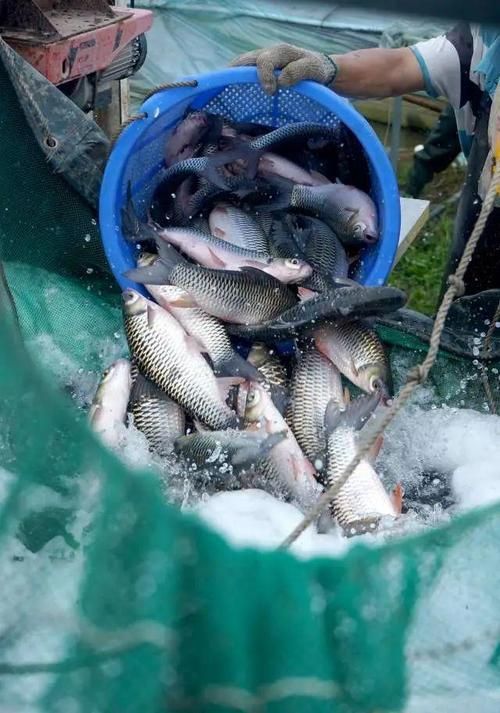 中國哪里可以買到忘不了魚？，全國可購買忘不了魚的餐廳和電商平臺清單 中國哪里可以買到忘不了魚？，全國可購買忘不了魚的餐廳和電商平臺清單 龍魚百科 第1張