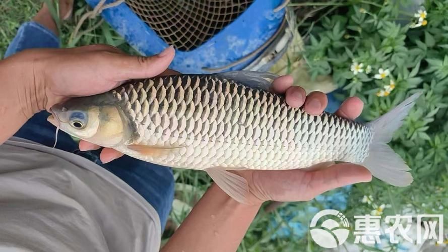 中國哪里可以買到忘不了魚？，全國可購買忘不了魚的餐廳和電商平臺清單 中國哪里可以買到忘不了魚？，全國可購買忘不了魚的餐廳和電商平臺清單 龍魚百科 第2張