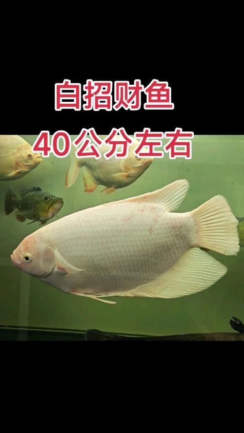 再給我?guī)讖堈胸旚~的圖片，招財貓魚腸炎會自愈嗎 再給我?guī)讖堈胸旚~的圖片，招財貓魚腸炎會自愈嗎 龍魚百科 第5張