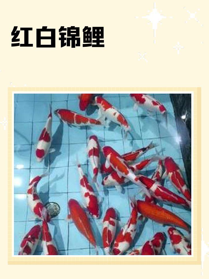 有哪些著名的紅白錦鯉品種？，日本錦鯉中最受歡迎的品種，紅白錦鯉品種，戰車紅龍魚多久換一次水