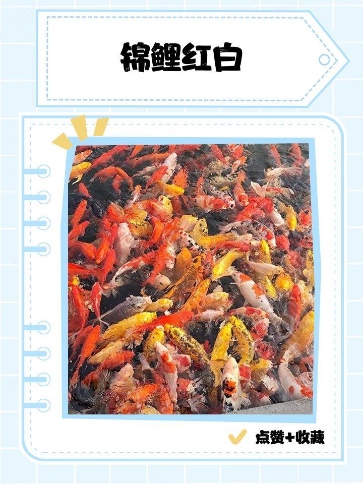有哪些著名的紅白錦鯉品種？，日本錦鯉中最受歡迎的品種，紅白錦鯉品種，戰車紅龍魚多久換一次水