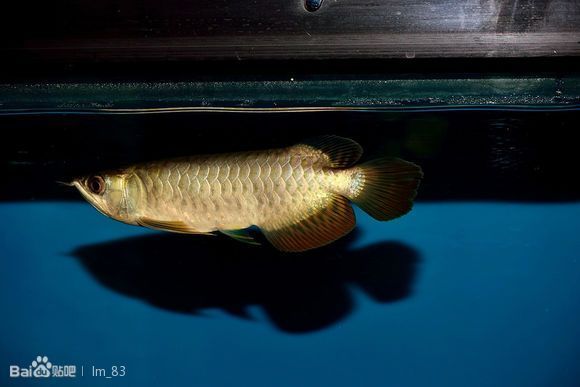 如何判斷過背金龍魚是否開始爬背，如何判斷過背金龍魚開始爬背