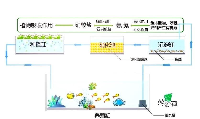 正規魚場應該有哪些環保措施？，正規魚場環保措施 正規魚場應該有哪些環保措施？，正規魚場環保措施 龍魚百科 第12張