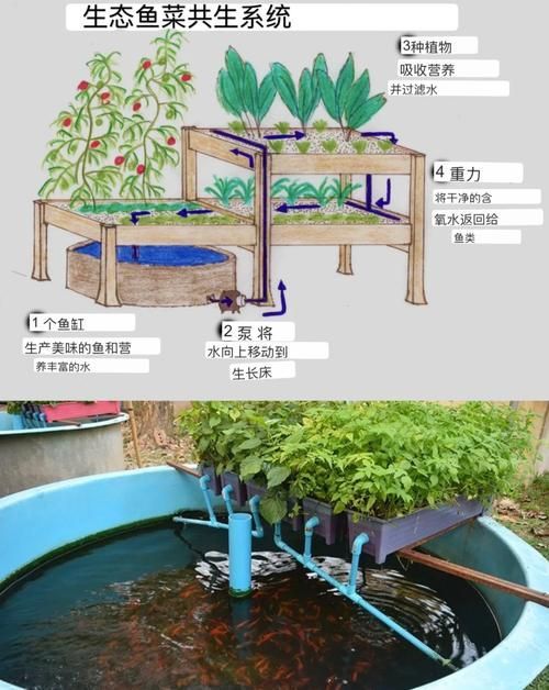 正規魚場應該有哪些環保措施？，正規魚場環保措施 正規魚場應該有哪些環保措施？，正規魚場環保措施 龍魚百科 第14張