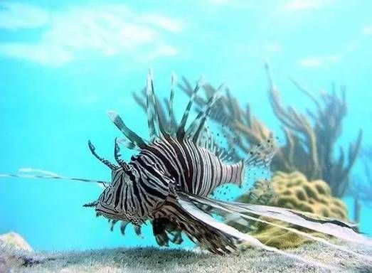 哪種海魚扎傷后感染風險最高，哪種海魚扎傷后感染風險最高？ 哪種海魚扎傷后感染風險最高，哪種海魚扎傷后感染風險最高？ 龍魚百科 第3張
