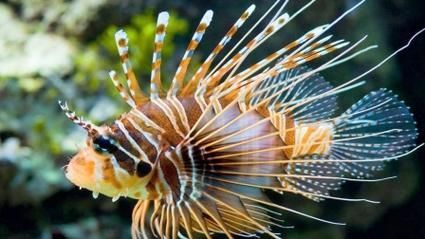 哪種海魚扎傷后感染風險最高，哪種海魚扎傷后感染風險最高？ 哪種海魚扎傷后感染風險最高，哪種海魚扎傷后感染風險最高？ 龍魚百科 第2張