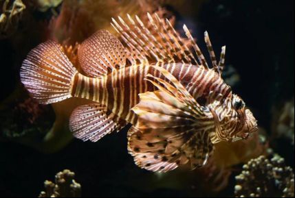 哪種海魚扎傷后感染風險最高，哪種海魚扎傷后感染風險最高？ 哪種海魚扎傷后感染風險最高，哪種海魚扎傷后感染風險最高？ 龍魚百科 第5張