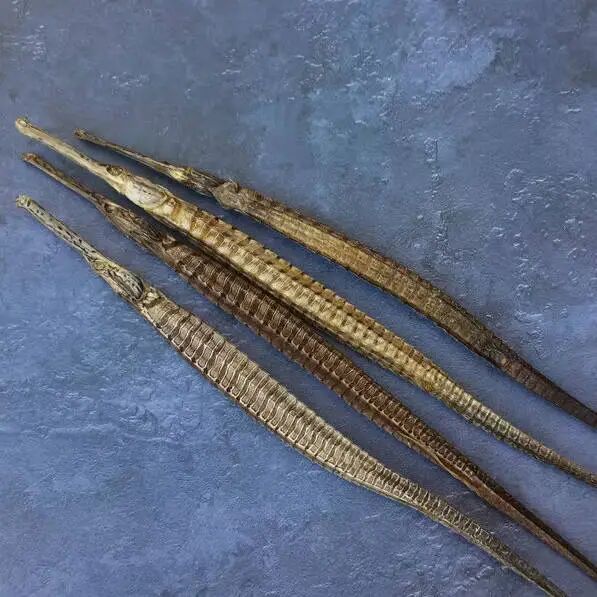 如何區分海龍與海馬的真偽，中國藥品鑒別——海馬 如何區分海龍與海馬的真偽，中國藥品鑒別——海馬 龍魚百科 第4張