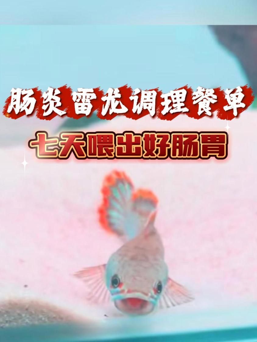 魚腸炎好轉(zhuǎn)后需要多久恢復(fù)健康，魚腸炎好轉(zhuǎn)后需要多久恢復(fù)健康因個(gè)體而異 魚腸炎好轉(zhuǎn)后需要多久恢復(fù)健康，魚腸炎好轉(zhuǎn)后需要多久恢復(fù)健康因個(gè)體而異 龍魚百科 第6張