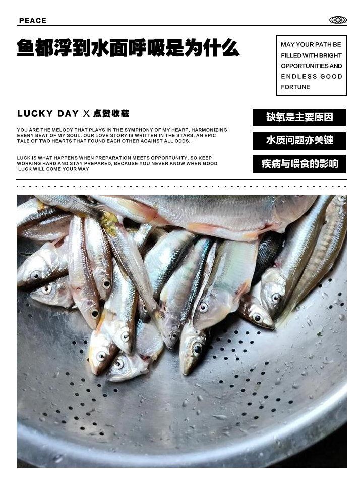 魚浮在水面呼吸急促是為什么，浮在水面呼吸急促的原因可能包括以下幾點 魚浮在水面呼吸急促是為什么，浮在水面呼吸急促的原因可能包括以下幾點 龍魚百科 第1張