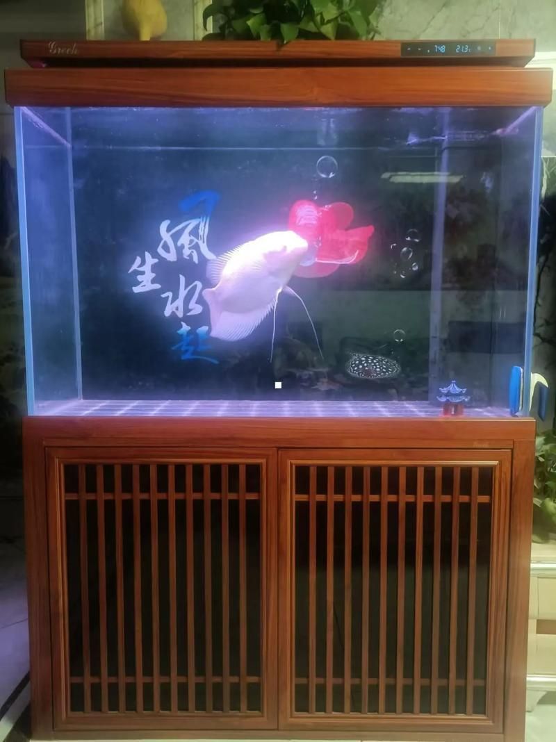 給我推薦幾款森森的明星產品,森森明星產品 龍魚百科 第14張 給我推薦幾款森森的明星產品,森森明星產品 給我推薦幾款森森的明星產品,森森明星產品 龍魚百科 第14張