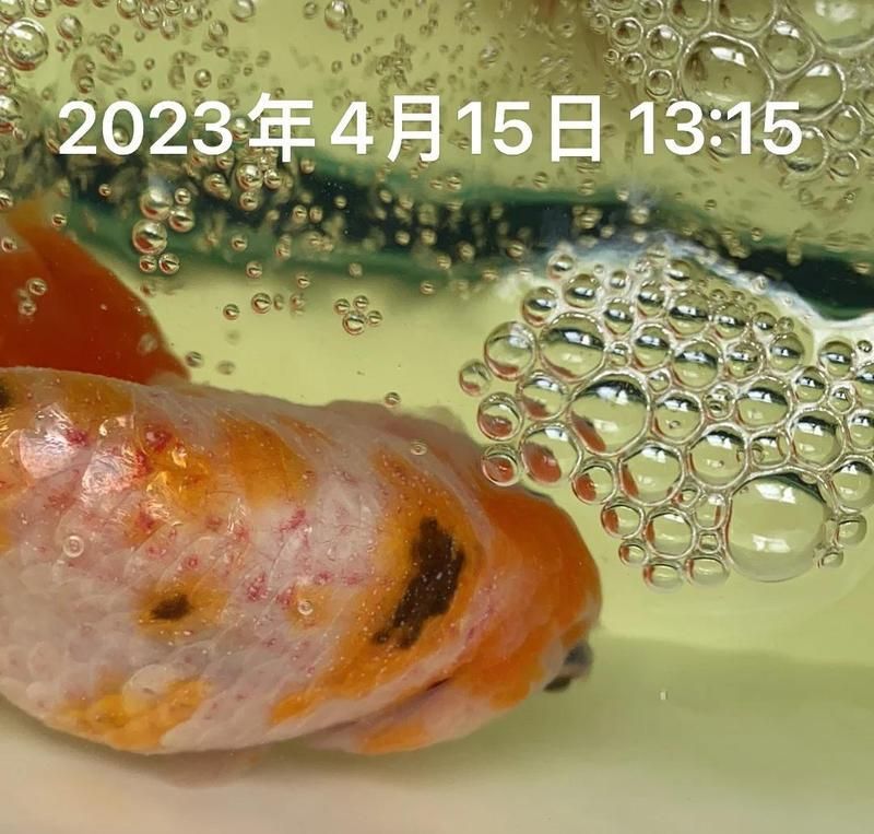 重度充血的金魚如何治療，如何治療重度充血的金魚，紅龍旗在哪些法律文件中被提及 重度充血的金魚如何治療，如何治療重度充血的金魚，紅龍旗在哪些法律文件中被提及 龍魚百科 第2張