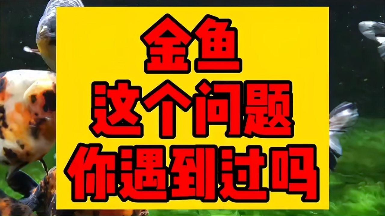 重度充血的金魚如何治療，如何治療重度充血的金魚，紅龍旗在哪些法律文件中被提及 重度充血的金魚如何治療，如何治療重度充血的金魚，紅龍旗在哪些法律文件中被提及 龍魚百科 第3張