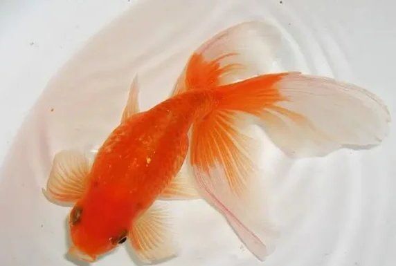 重度充血的金魚如何治療，如何治療重度充血的金魚，紅龍旗在哪些法律文件中被提及 重度充血的金魚如何治療，如何治療重度充血的金魚，紅龍旗在哪些法律文件中被提及 龍魚百科 第1張