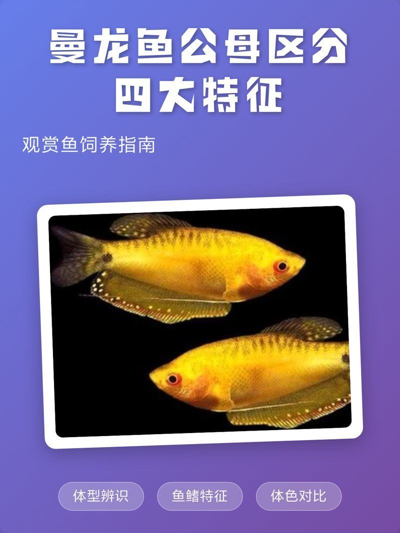 如何區分曼龍魚的公母，如何鑒別金龍魚公母？