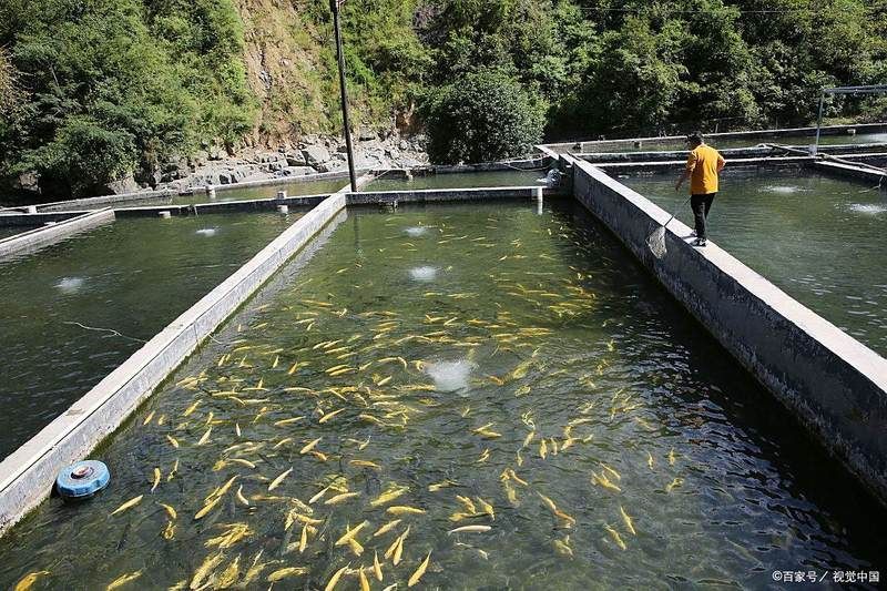 浮頭時如何緊急增氧 浮頭時如何緊急增氧 龍魚百科 第2張