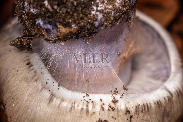 能再給幾張鰓部特寫圖嗎,海洋生物鰓部特寫圖是不可或缺的工具 龍魚百科 第1張 能再給幾張鰓部特寫圖嗎,海洋生物鰓部特寫圖是不可或缺的工具 能再給幾張鰓部特寫圖嗎,海洋生物鰓部特寫圖是不可或缺的工具 龍魚百科 第1張