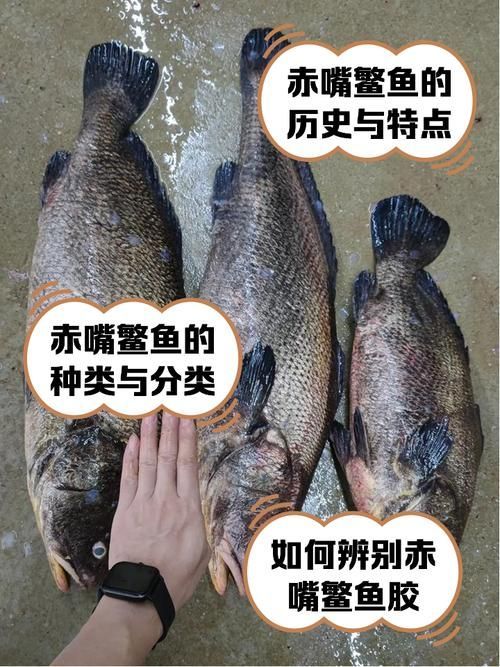 如何辨別魟魚的品種和品相?,如何辨別魟魚的品種與品相 龍魚百科 第6張 如何辨別魟魚的品種和品相?,如何辨別魟魚的品種與品相 如何辨別魟魚的品種和品相?,如何辨別魟魚的品種與品相 龍魚百科 第6張