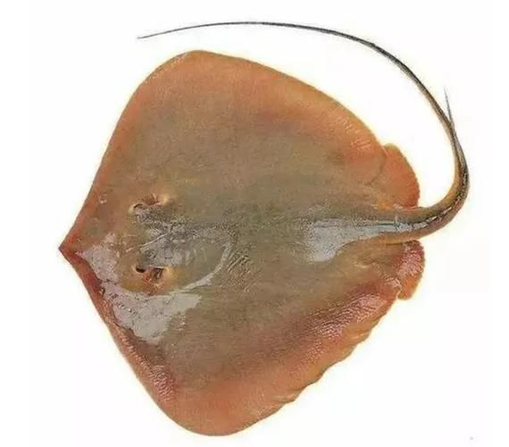 如何辨別魟魚的品種和品相?,如何辨別魟魚的品種與品相 龍魚百科 第1張 如何辨別魟魚的品種和品相?,如何辨別魟魚的品種與品相 如何辨別魟魚的品種和品相?,如何辨別魟魚的品種與品相 龍魚百科 第1張