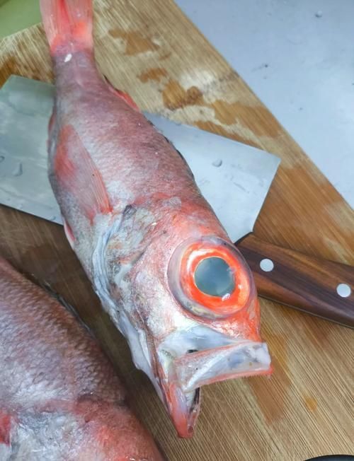 如何辨別魟魚的品種和品相?,如何辨別魟魚的品種與品相 龍魚百科 第5張 如何辨別魟魚的品種和品相?,如何辨別魟魚的品種與品相 如何辨別魟魚的品種和品相?,如何辨別魟魚的品種與品相 龍魚百科 第5張