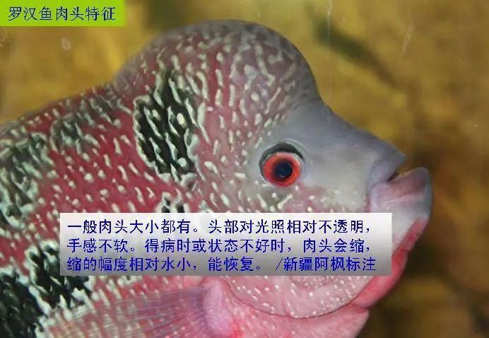 如何辨別羅漢魚的品質(zhì)?,如何辨別羅漢魚的品質(zhì) 龍魚百科 第5張 如何辨別羅漢魚的品質(zhì)?,如何辨別羅漢魚的品質(zhì) 如何辨別羅漢魚的品質(zhì)?,如何辨別羅漢魚的品質(zhì) 龍魚百科 第5張