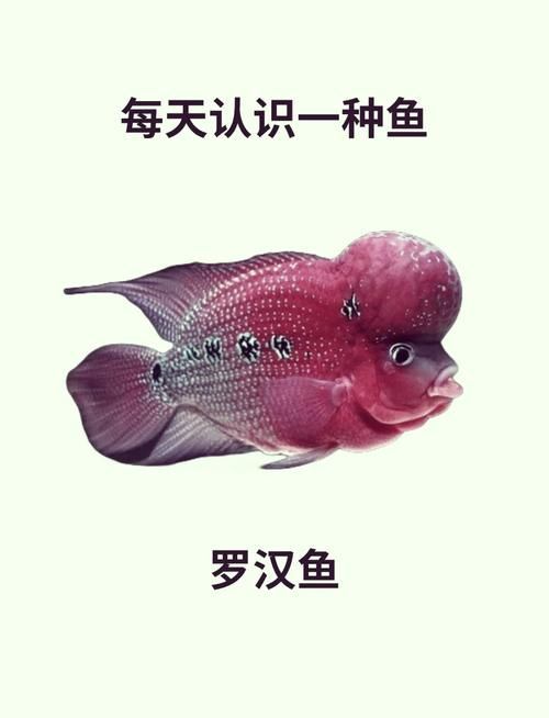 如何辨別羅漢魚的品質(zhì)?,如何辨別羅漢魚的品質(zhì) 龍魚百科 第6張 如何辨別羅漢魚的品質(zhì)?,如何辨別羅漢魚的品質(zhì) 如何辨別羅漢魚的品質(zhì)?,如何辨別羅漢魚的品質(zhì) 龍魚百科 第6張